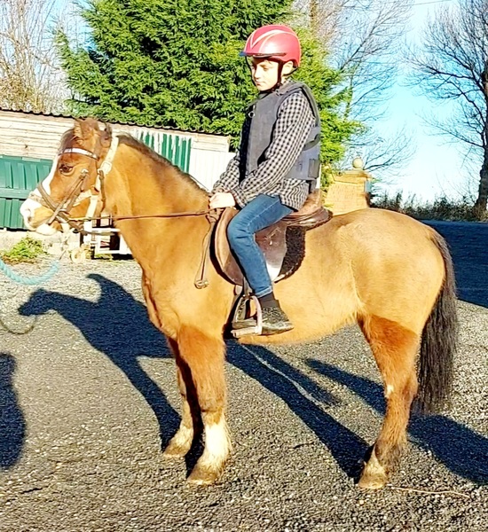 Brilliant lead rein pony For Sale in Norfolk, Eastern