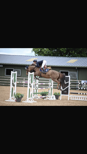 Chestnut Show jumping Mare