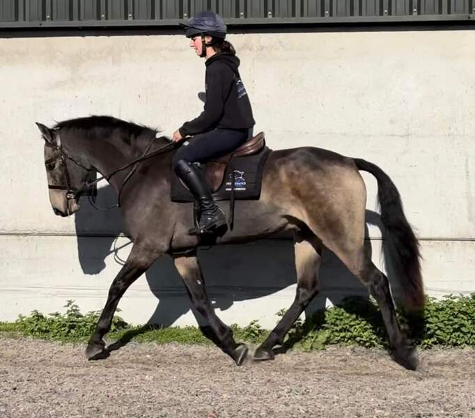 Skippy 15hh buckskin connieX gelding 2020