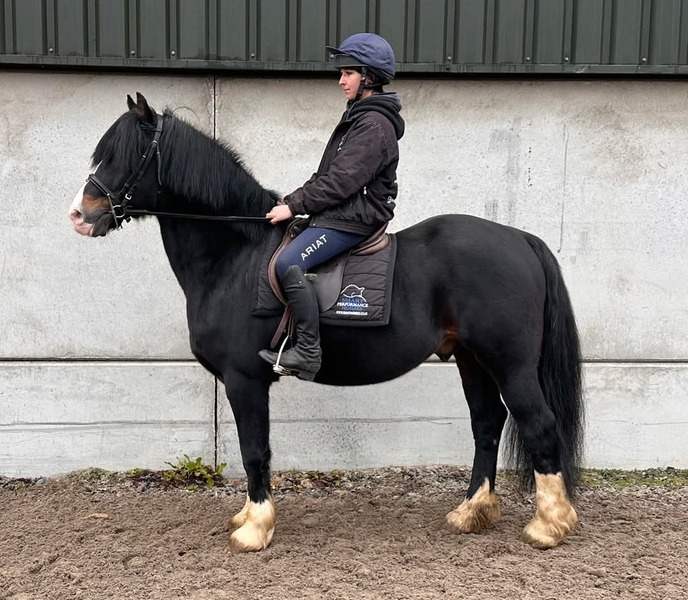 Bob 15hh Dark Bay 2008 Welsh D Gelding