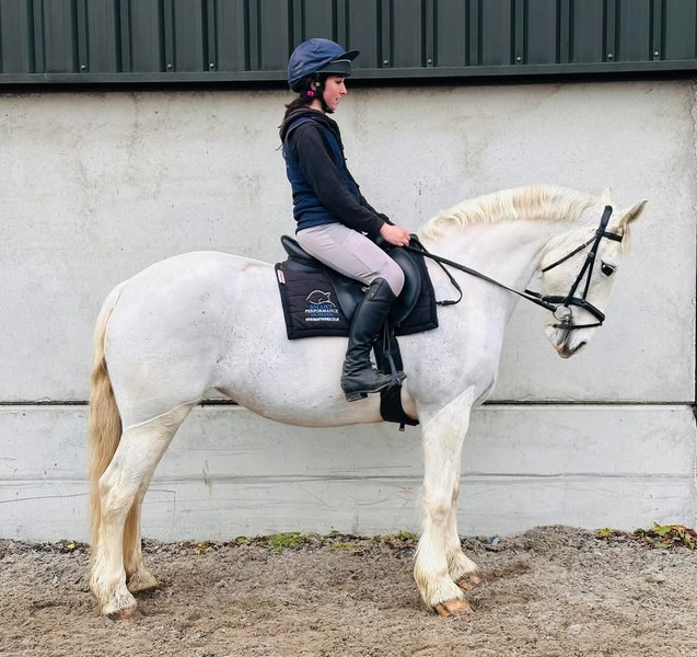 Mae 15hh Irish cob grey mare 2011