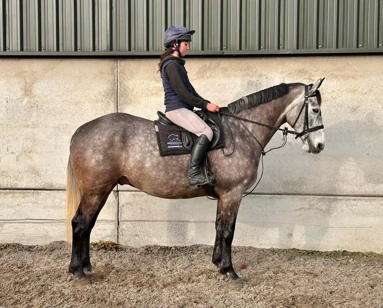 Sydney 16.1 grey IDx gelding 2018