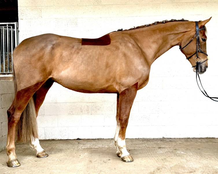 17.1hh 2020 Gelding by Tyson