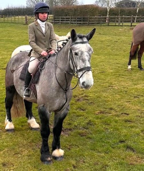 MOLEY 16.3 GW Irish grey gelding 2019