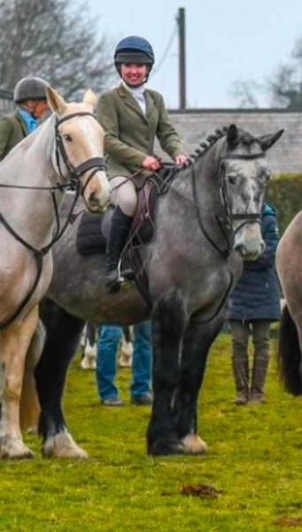 MOLEY 16.3 GW Irish grey gelding 2019