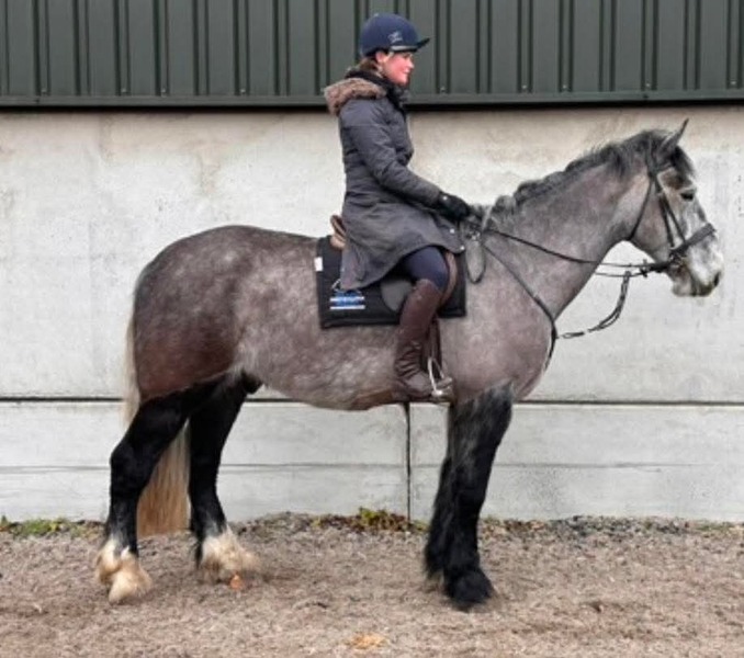 MOLEY 16.3 GW Irish grey gelding 2019