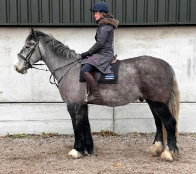 MOLEY 16.3 GW Irish grey gelding 2019