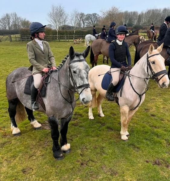 MOLEY 16.3 GW Irish grey gelding 2019