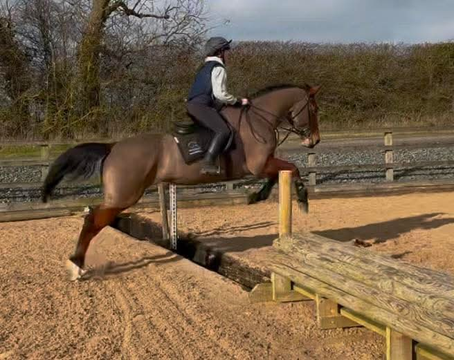 Chilli 16.1 bay connie x 2018 mare