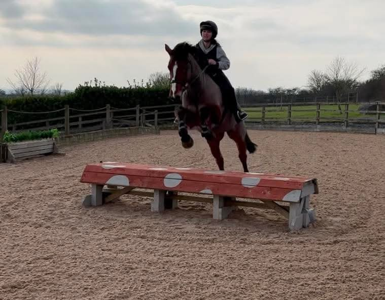 Chilli 16.1 bay connie x 2018 mare