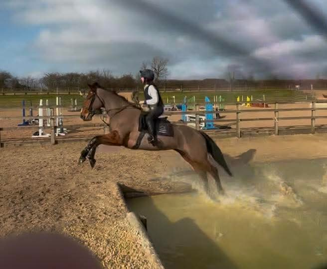 Chilli 16.1 bay connie x 2018 mare