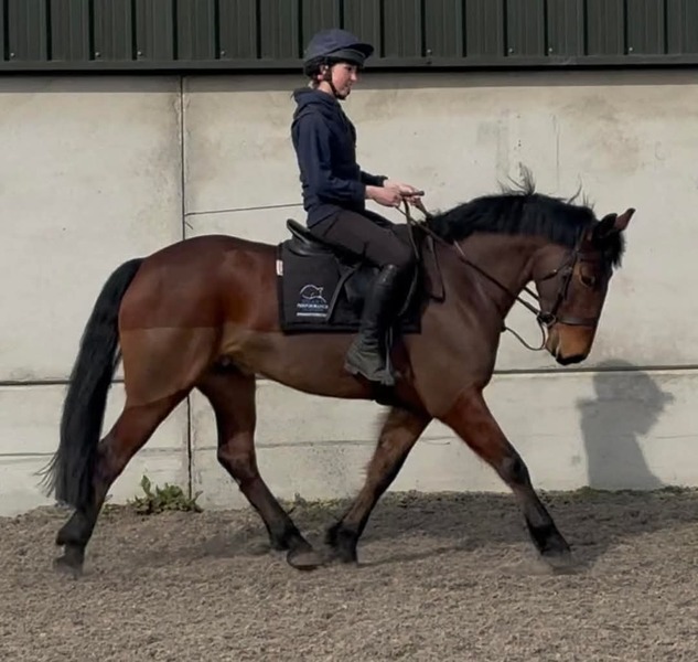 Harry 15.2 IDx 2020 Bay gelding