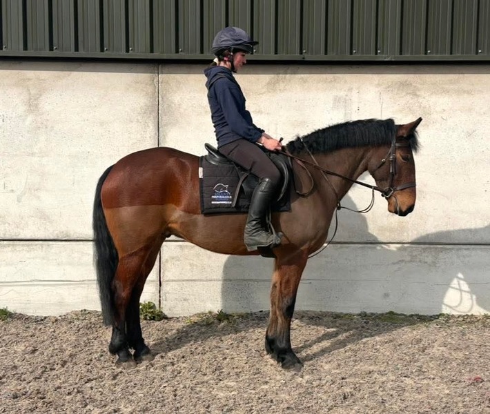 Harry 15.2 IDx 2020 Bay gelding