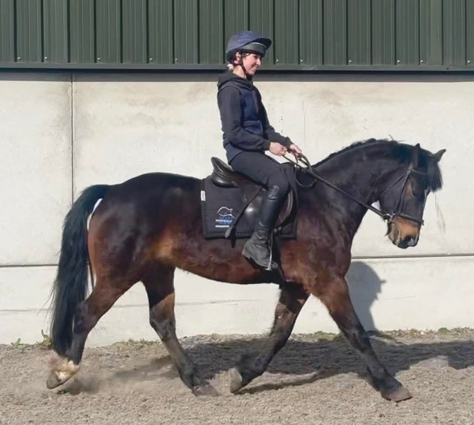 Ennis 15.2 IDxConnie 2015 Bay Gelding