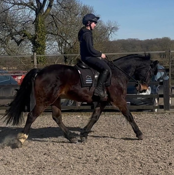 Ennis 15.2 IDxConnie 2015 Bay Gelding