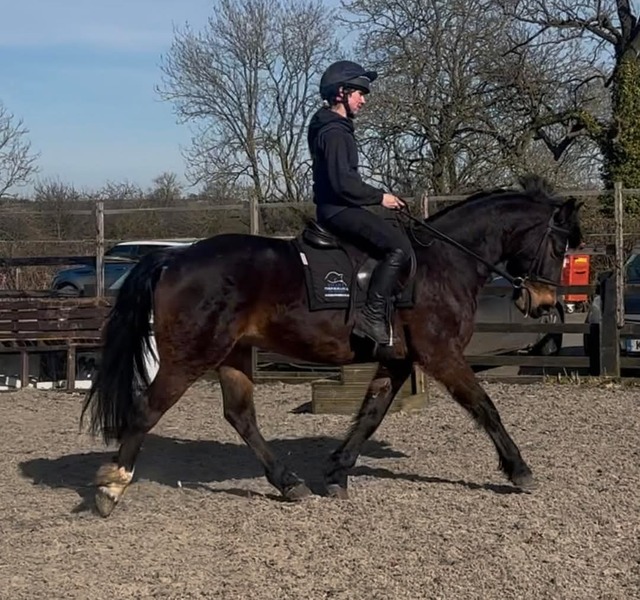 Ennis 15.2 IDxConnie 2015 Bay Gelding